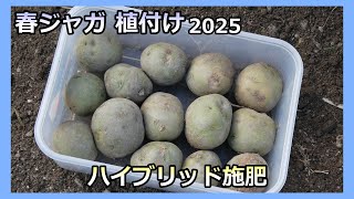 【春ジャガの植え付け ハイブリッド施肥 2025】17回目の連作 家庭菜園32年目 半自給自足