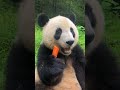 太可愛了，漂亮！so cute beautiful 💖🐼 大熊猫 cute panda short