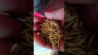 पूसा बासमती 1718 धान    #farmer #viralvideo