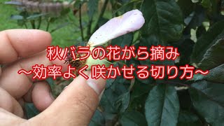 秋バラの花がら摘み 効率よく咲かせよう！