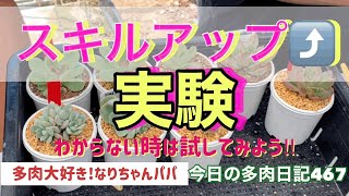 【多肉植物】【ガーデニング】【実験】わからない時は試してみよう❗️    多肉大好き！なりちゃんパパ　多肉奮闘記その467