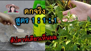 พริกดกเต็มต้น ใช้สูตรนี้! ผลดกขั้วเหนียวใช้สัปดาห์เดียวกิ่งแทบหัก #เกษตรอินทีรย์ #prame channel