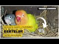 BERAPA HARI LOVEBIRD BERTELUR SETELAH KAWIN ?