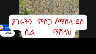 ያገራችን  ማሽላ ኑ አብርን እንፈርጅ