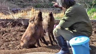 イノシシ姉妹の給餌（井の頭自然文化園）②Japanese wild boar Feeding Time