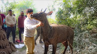 मौत के कुएं से बचाई नीलगाय की जान! रोंगटे खड़े कर देने वाला रेस्क्यू।Dangerous Rescue of Neelgai.