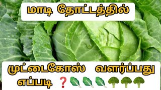 முட்டைகோஸ் வளர்ப்பு, பாதுகாப்பு, உரம், பூச்சி தாக்குதல் பற்றிய முழு விபரம்/How to cultivate cabbage