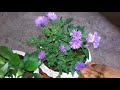 ഡേയ്സിച്ചെടി പരിചരണം daisy plant care