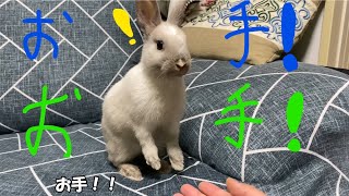 お手する？うさぎさん。