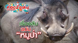 ห้องนั่งเล่นสาระดี I เรื่องลับ ฉบับ “หมูป่า” I พีเอสไอสาระดี 99 I ช่องสารคดีมีชีวิต