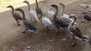 Raj Hans Duck || RAJHANS DUCK WHITE PALAN NEPAL