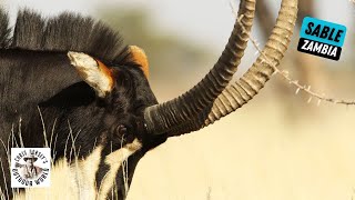 Heavy sable in Zambia