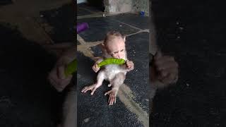 baby monkey After eating chili #shorts #ytshorts