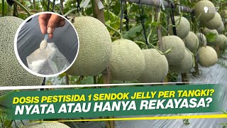 HANYA HABIS 2,5 kg MANKOZEB DALAM 1 MUSIM TANAM ‼ DOSIS HEMAT TAPI MUJARAB ‼