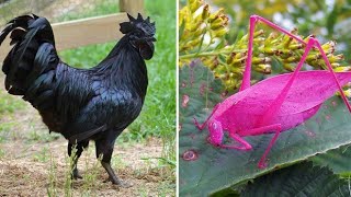 30 Animals With Unexpected Colors