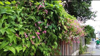 Beautiful fence line trees : Antigonon leptopus