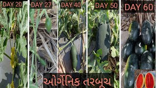 ઓર્ગેનિકતરબૂચ Organic watermelon 🍉 કઈ રીતે કરવા #organicwatermelon #youtube #viralvidio #viralvideo