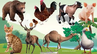 Bustling animal world sounds around us: Duck, Chicken, Goat, Pig, Bear, Camel, Moose, Cat