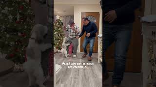 Pensó que estaba bailando el baile del perrito #llanterosbailando #llanteros503 #humor #llanteros503