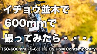 イチョウ並木に行って超望遠600mmでハーレーを撮ってみた[motovlog][ハーレーダビッドソン]