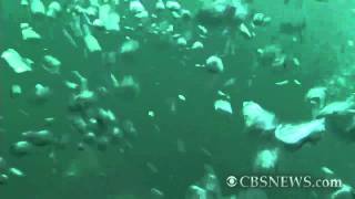 Diver S Close Call With Shark