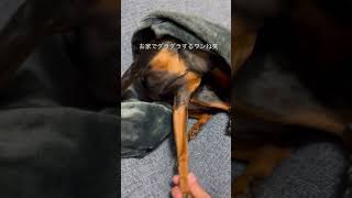 ミニピンのハムです😁雨に負けるなワン笑 #ミニチュアピンシャー #dog #ミニピン #犬のいる暮らし #ミニピンなしでは生きて行けません会