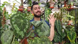 Begonia Sizemorea, a truly huge begonia