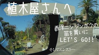 [植物vlog] 植木屋さんへレッツゴー！苗木を購入♪そして車がまさかの…涙　庭木セイヨウニンジンボク