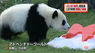 “おてんば”パンダの「結浜」、１歳に！｜動画ニュース News24h