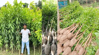 8 to 12 Feet Langra, Amrapali, Mallika, Chausa, Fazli, Alphonso Big Size Mango Plant Video In Hindi