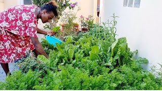 📌 የጓሮ አትክልት በየኛ ቤት # 📌 Vegetable gardening at home 🏡