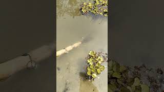 সেরা কৌশলে মাছ শিকার!! #foryoupage #viral #Amazing #fishing #tranding #reelsvideoシ #fish