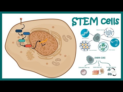 Stem cells | properties, metabolism and clinical use