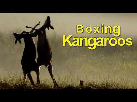 Boxing Kangaroos - YouTube