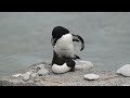 copulation of razorbill 4k