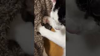 【ショート動画】【甘えっ子】7470高評価23万回再生🐈【ふみふみ】ごろごろ #tiktok #ネコ #猫 #cute #everyday #funnyvideos #sleepycat