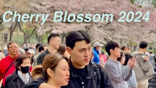 [4k] 2024 Seoul Seokchon Lake Cherry Blossom Festival Weekend Scenery walking Tour