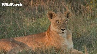 WildEarth - Sunrise Safari -  19 January 2024