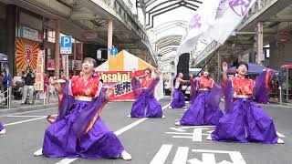 沙摩銀華戀　YOSAKOIぶち楽市民祭2024　2024年11月10日　みずほ銀行前会場