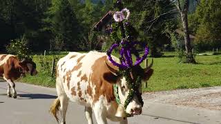 Tradition bewahren: Eine Liebeserklärung an den Schlierseer Almabtrieb