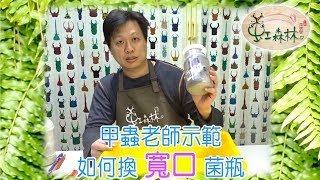 如何幫鍬形蟲幼蟲 換菌瓶  怎麼換寬口菌瓶  雞母蟲怎麼入菌 ★ 虹森林chentsei 甲蟲老師 ★