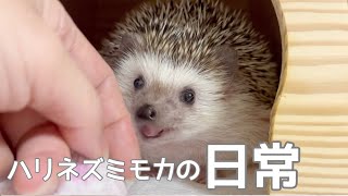 ハリネズミモカの日常　                                  Hedgehog Mocha’s Dairy Life