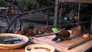 スズメとヒヨドリそしてキジバトのカバック君  Sparrows, Bulbuls and Mr.Kabbak(Turtledove)