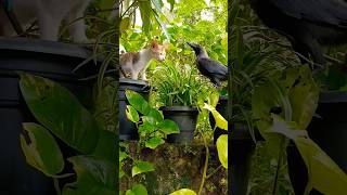 തക്കുടുനെ കണ്ടോ എന്തൊരു നിഷ്കളങ്കത#thakkudu#birds#palakkad#kerala##