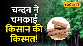 Sandalwood cultivation: इस आइडिया से की चन्दन की खेती, अब लाखों नहीं करोड़ों में होगी कमाई | #Local18