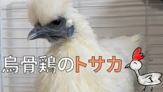 烏骨鶏の鶏冠(トサカ)について【27日目】