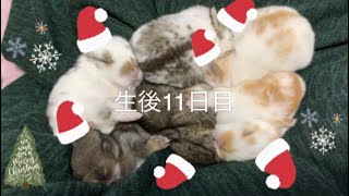 🐰クリスマスに6つ子の赤ちゃんうさぎに起こった奇跡？ホーランドロップ 生後11日目！