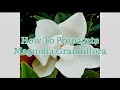 How To Propagate Magnolia Grandiflora, How To Take Magnolia Cuttings, Plant Propagation