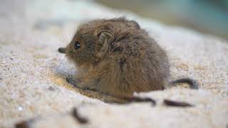 The shrew, belonging to the family Soricidae