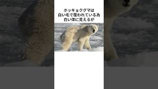 クマに関する驚きの雑学#shorts #雑学